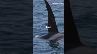 Why Dont Orcas Hunt Humans [upl. by Shumway]