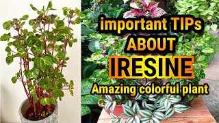 iresine  Iresine Plant Care  iresine plant propagation [upl. by Ahseik]