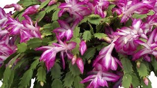 Christmas cactus plant care With English Subtitle [upl. by Ennagrom136]