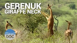 Gerenuk Giraffe Neck  Nature  Planet Doc Full Documentaries [upl. by Bascio]