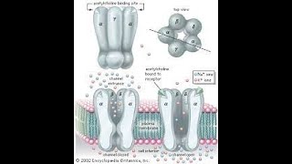 Acetylcholine Receptors amp Functions Part i [upl. by Berns485]