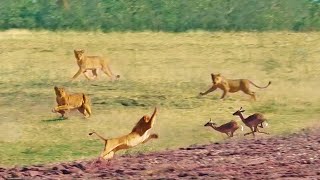 Impalas Try Jumping Over 7 Lions [upl. by Enaols]