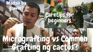 Micrografting vs Ordinary Grafting of cactus madali ba mag micrograftingcare tips for beginners [upl. by Eimia]