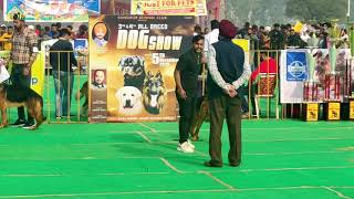 Dhuri Dog Show  Sangrur Kennel Club  Dog Show 20202021 [upl. by Eecal940]