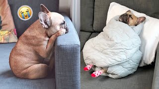 The Truth About Living With French Bulldogs [upl. by Martsen]