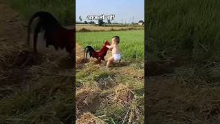 Morgh our baby fight  Rooster vs baby rooster morgh babyboy [upl. by Noryd]