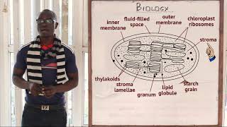 12 The Chloroplast Biology Form 1 [upl. by Ansilma]