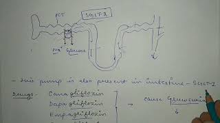 SGLT2 inhibitor Anti diabetic drugs Full explanation in hindi [upl. by Otha456]