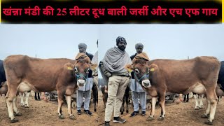 पशु मंडी खंन्ना 1512024 unique jersey cows for sale in pashu mandi Khanna cow for salejbs video [upl. by Holihs]