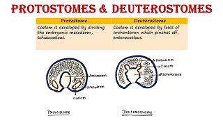 Protostomes and Deuterostomes [upl. by Eico]