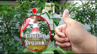 Cara CEGAH DAUN CABE RAWIT KERITING Secara Organik 100 Ampuh [upl. by Draper]