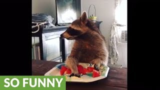 Compilation of pet raccoons snack time [upl. by Solegna]