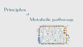 8 Principles of Metabolic Pathways  The BioChemistry Guide  2014 [upl. by Schnurr]