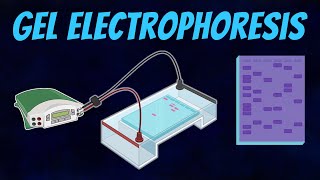 Gel Electrophoresis of DNA [upl. by Ahcropal]