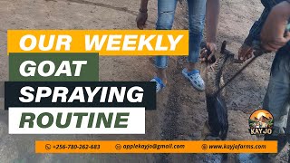 Our Weekly Goat Spraying Routine  ep19 goatfarming farming [upl. by Nowad]