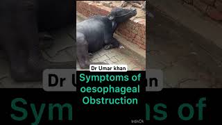 Oesophageal choke l dr Umar khan [upl. by Ai822]