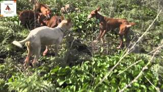 Podenco andaluz Tagadona Cazando en la Arquería 181112 13 [upl. by Herta]