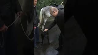 putin lider presidente rusia Putin with animals Vladimir Putin loves animals [upl. by Martguerita]