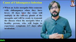 Chikungunya  Cause  Symptoms  Diagnosis  Treatment [upl. by Tra]