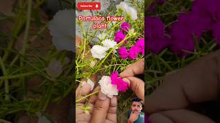 Portulaca Plant Propagation FlowerPortulaca plant careshortsshyam baba k bhajan Chikahomegarden [upl. by Burn]