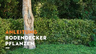 STIHL GartenTipps Bodendecker pflanzen  Anleitung [upl. by Akcinahs306]