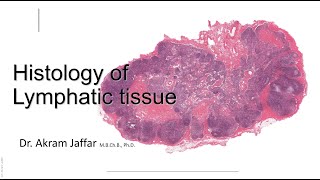 Histology of the lymphatic system [upl. by Karlie]