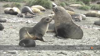 Fur seal mating ritual [upl. by Enyr]