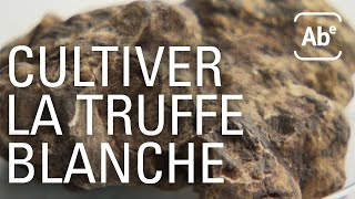 Cultiver la truffe blanche c’est possible ABERTS [upl. by Yednil]