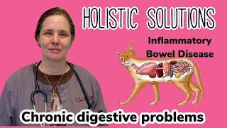 Holistic solutions for Inflammatory Bowel Disease IBD dogs cats holistic veterinary diarrhea [upl. by Anevad]