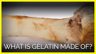 What Is Gelatin Made Of [upl. by Yeltsew193]