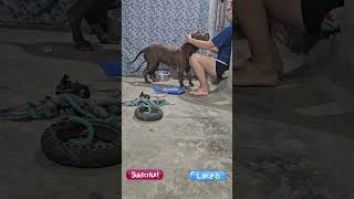 Pitbull Dog Kennel pitmonsters [upl. by Ilatfan473]