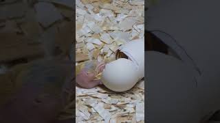 Chick Hatching from the Egg [upl. by Yerac]