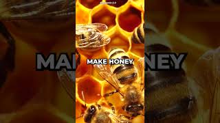 Why Do Bees Make Honey honey bees facts [upl. by Nylirek983]