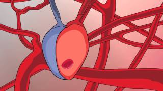 Video 13 Circulatory System and Respiratory Support [upl. by Toft]