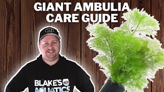 Giant Ambulia Care Guide  How to Grow Propagate and Care for Limnophila Aquatica [upl. by Ambrosine40]