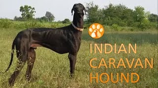 Indian Caravan hound Karavan Hound or Mudhol Hound [upl. by Arreic]