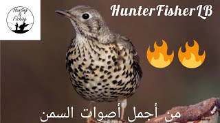 صوت السمن للصيد السمنة المغردة Song Thrush  Tordo Bottacio  Hunting Sound [upl. by Leighland]