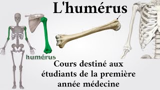 Lhumérus  1ère année médecine [upl. by Aeirdna953]