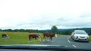 Minchinhampton Common and Golf Couse [upl. by Gainor]