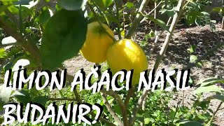 Limon ağacı ve mandalina ağacı nasıl budanır [upl. by Jordans933]