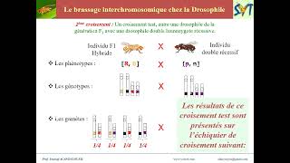 Le brassage interchromosomique chez la Drosophile [upl. by Kciregor]