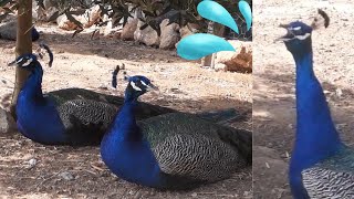 ستسمعه لأول مرة  صوت الطاووس يبكي للخروج صباحا من الخم 😅 Peacock Cries to go Outside [upl. by Dewie]