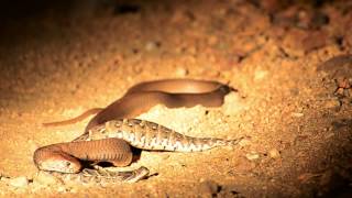 Ulusaba Snake War [upl. by Geri948]