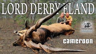 Big Lord Derby Eland GIANT ELAND Cameroon [upl. by Laurella366]