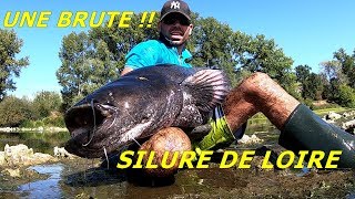 SILURE DE LOIRE AU VIF MORT ET SURPRISE [upl. by Kcirdez]