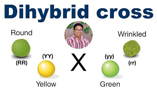 Dihybrid Cross Tutorial using Punnett square  Mendels experiment  Law of independent assortment [upl. by Nwahsd]