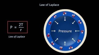 Surface Tension and Surfactant Fluid Mechanics  Lesson 12 [upl. by Adnoel937]