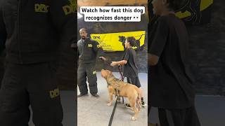 This dog recognized trouble and reacted accordingly Incredible speed shorts dog dogtraining [upl. by Ymiaj]