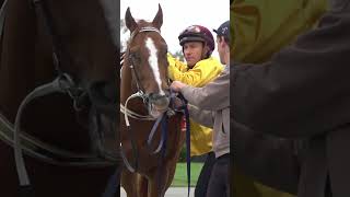 Stars amp Strides Breakfast Gallops horse horses horseracing springcarnival [upl. by Misha]