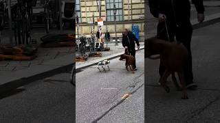 Real Dog vs Robot Dog Showdown [upl. by Enneiluj]